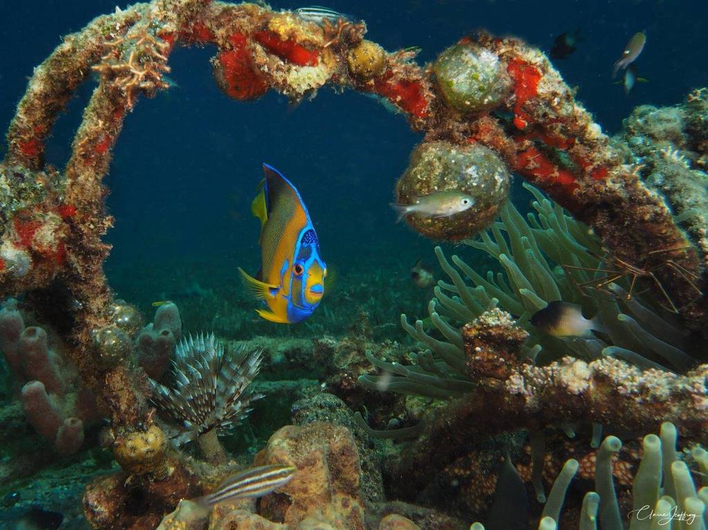 Un aperçu des fonds marin de la Réserve Cousteau
