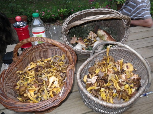 CUEILLETTE DE L'AUTOMNE