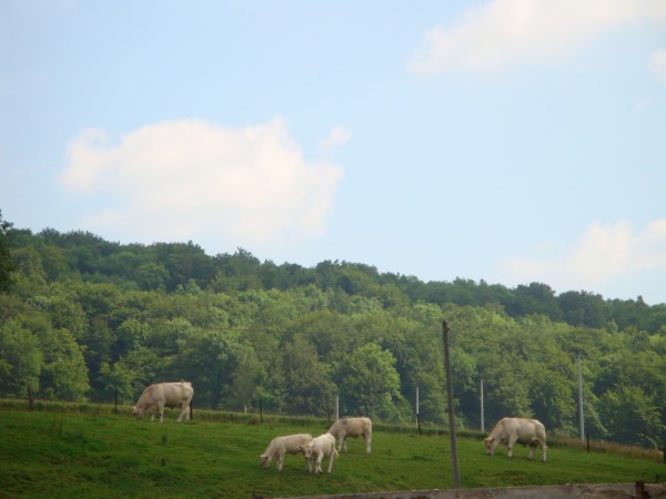 Nature vue du gîte