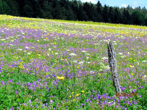 Les fleurs dans les prés au printemps
