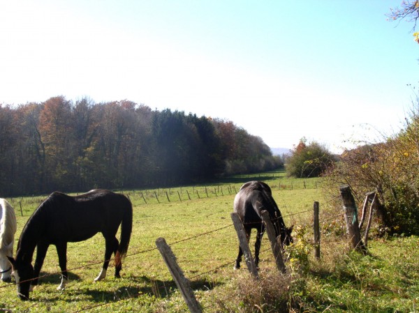 Aux environs