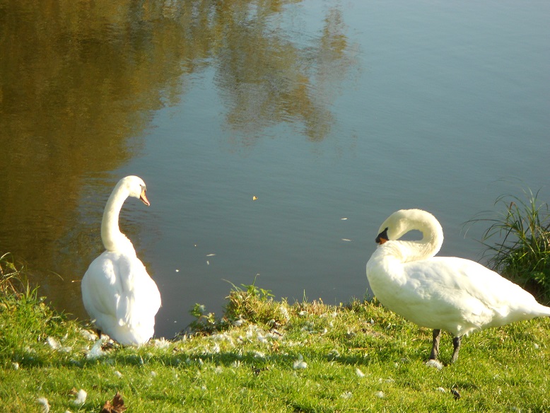 En traversant le parc