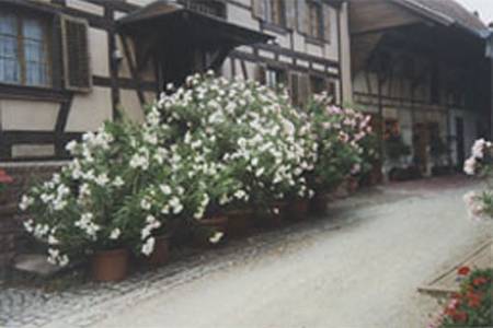 Gîte à 35 km de Strasbourg et 30 km de Colmar. 